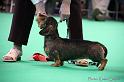 Crufts2011_2 1637